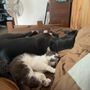 Photo of Ayres Memorial Animal Shelter
