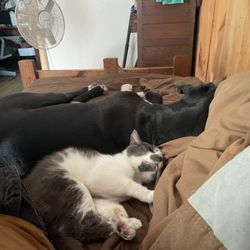 Ayres Memorial Animal Shelter - Rescue kitty, chilling with Bullet the dog. Day three of living with us!