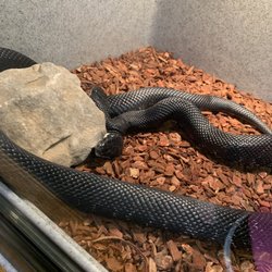 Shepherd of the Hills Fish Hatchery - Two headed snake