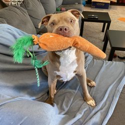 Ethereal Pet Sitting - Getting to enjoy some play time after going potty.