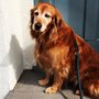 Photo of PreFurred Pet Care