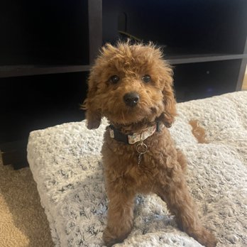 All Paws Veterinary Center - What she looks like all uneven. Horrible job! - Veterinarians Near Me - Upper Marlboro, Maryland All Paws Veterinary Center - What she looks like all uneven. Horrible job! - Veterinarians Near Me - Upper Marlboro, Maryland