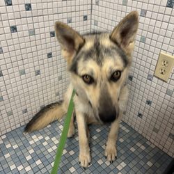 Black Hills Animal Hospital