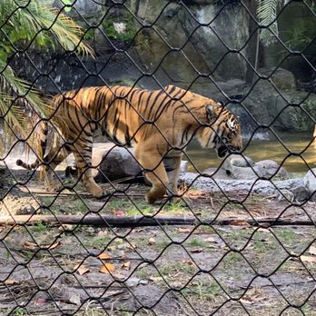 Palm Beach Zoo - One of the three tigers at the zoo - Zoos Near Me - West Palm Beach, Florida