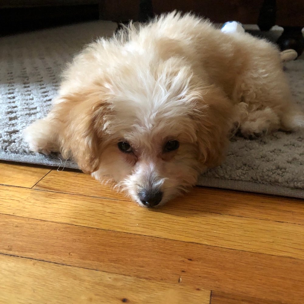 Since It's Petco Park, Can I Bring My Dog To A Game Or Does She Need To