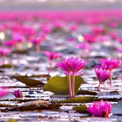 789 Mobile Massage - Welcome to Traditional Thai Massage New York