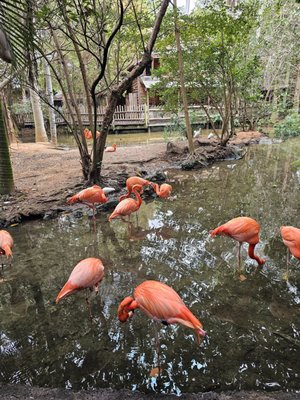 Palm Beach Zoo & Conservation Society by null