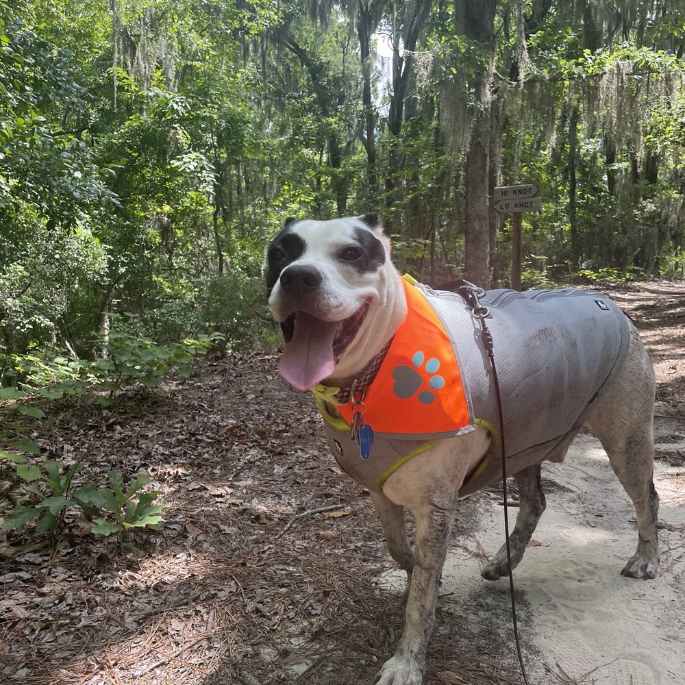 Poinsett State Park - Filthy but happy - Parks Near Me - Wedgefield, South Carolina Poinsett State Park - Filthy but happy - Parks Near Me - Wedgefield, South Carolina