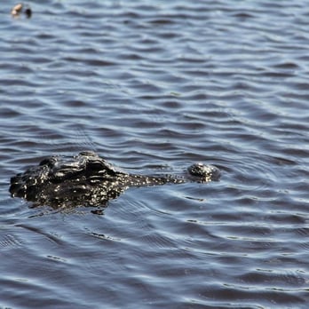Osceola Airboat Rides - Taken on tour! - Tours Near Me - Miami, Florida Osceola Airboat Rides - Taken on tour! - Tours Near Me - Miami, Florida