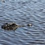 Photo of Osceola Airboat Rides
