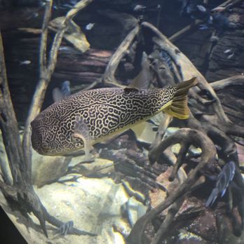 Tennessee Aquarium - Aquariums Near Me - Chattanooga, Tennessee
