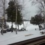 Photo of Birches
