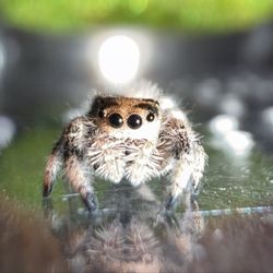The Spider Room