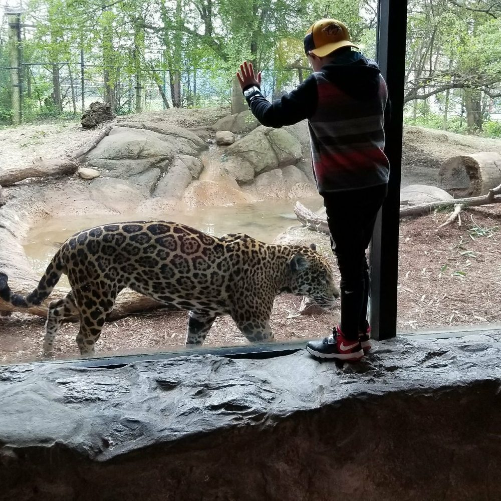 Chattanooga Zoo At Warner Park - The jaguar were the best part of the zoo! #gopreds - Amusement Parks Near Me - Chattanooga, Tennessee