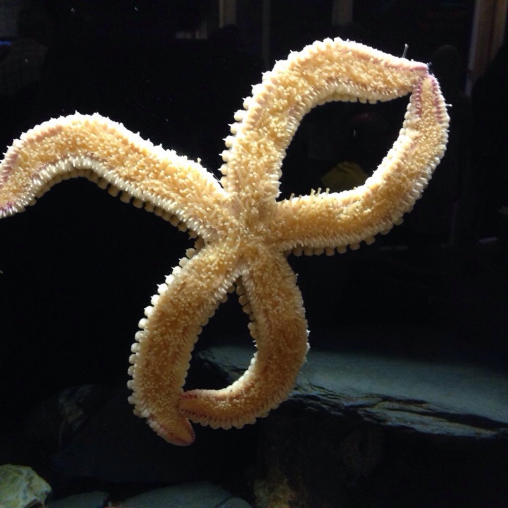 National Lobster Hatchery - Starfish - Aquariums Near Me - Padstow, CON