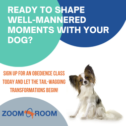 Zoom Room Dog Training
