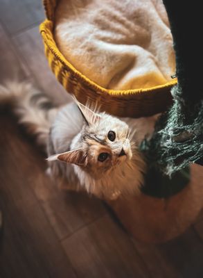 Catzen Coffee by null