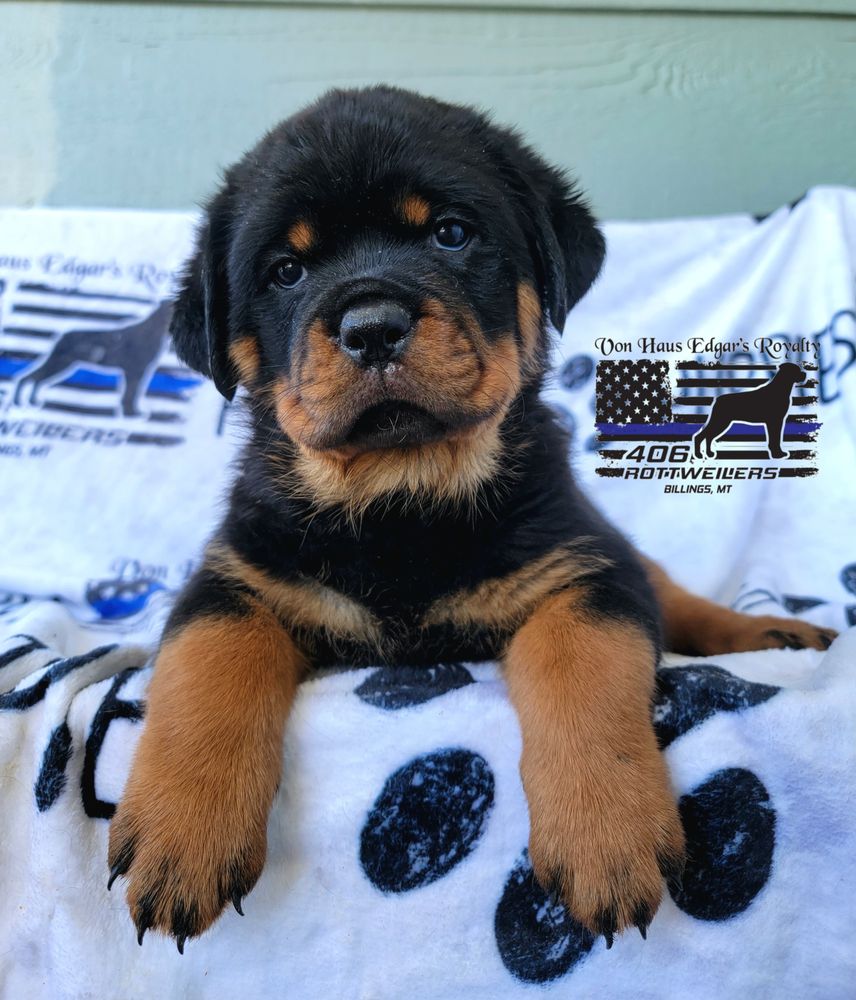 406 ROTTWEILERS - Updated August 2025 - Billings, Montana - Pet ...
