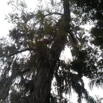 Central Florida Tree Service - Topping large live oak in orlando - Tree Services Near Me