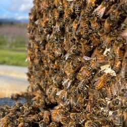 Rivas Bees