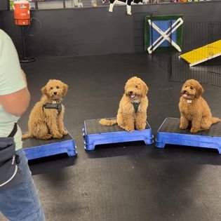 Puppy Day School (8 weeks to 6 months) - Have a New Puppy and need help from highly skilled trainers to make puppy raising a little easier? Mollie’s Dog Place can help. We are offering a new 4 week Puppy Day School beginning November 7, that provides a safe and structured environment where your puppy gets the training, socialization, enrichment and other valuable life skills they need in order to become a confident, well-rounded companion for your family. We use positive training methods making training a FUN experience for your puppy.
Puppy's will attend be able to attend school MWF from 8am to Noon and learn an assortment of handy skills including all our puppy manner basics.
There are only a limited number of spots available for this first session so call today to find out more and reserve your spot.
4 Weeks for $1,250
4 Week flex pay of $350 a week for 4 weeks Puppy Day School (8 weeks to 6 months) - Have a New Puppy and need help from highly skilled trainers to make puppy raising a little easier? Mollie’s Dog Place can help. We are offering a new 4 week Puppy Day School beginning November 7, that provides a safe and structured environment where your puppy gets the training, socialization, enrichment and other valuable life skills they need in order to become a confident, well-rounded companion for your family. We use positive training methods making training a FUN experience for your puppy.
Puppy's will attend be able to attend school MWF from 8am to Noon and learn an assortment of handy skills including all our puppy manner basics.
There are only a limited number of spots available for this first session so call today to find out more and reserve your spot.
4 Weeks for $1,250
4 Week flex pay of $350 a week for 4 weeks