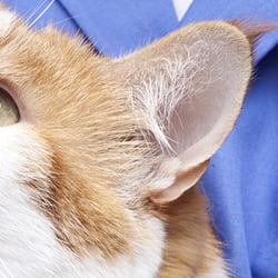 West Geauga Veterinary Hospital