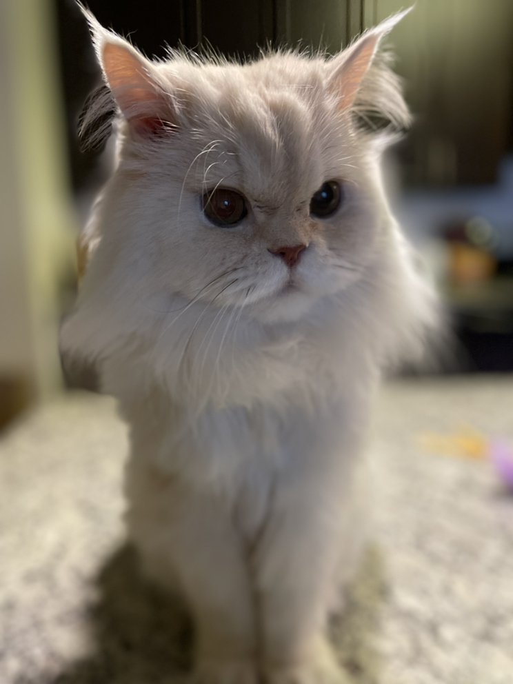 Wags, Wiggles & Purrs Pet Care