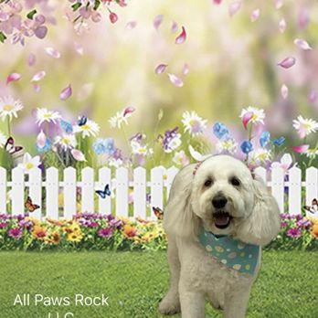 All Paws Rock - Grace blessing us with her grace and beauty - Pet Groomers Near Me - Cherry Hill, New Jersey All Paws Rock - Grace blessing us with her grace and beauty - Pet Groomers Near Me - Cherry Hill, New Jersey