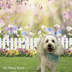 All Paws Rock - Grace blessing us with her grace and beauty