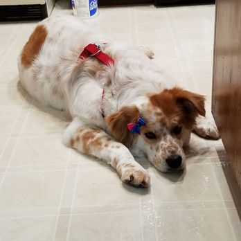 Jackie's Pet Grooming - Pet Groomers Near Me - Citrus Heights, California