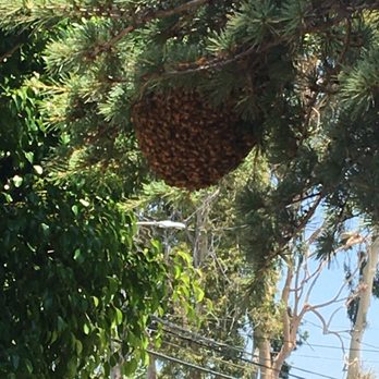 Oc Bee Guy - Bees swamp - Pest Control Near Me - Anaheim, California Oc Bee Guy - Bees swamp - Pest Control Near Me - Anaheim, California