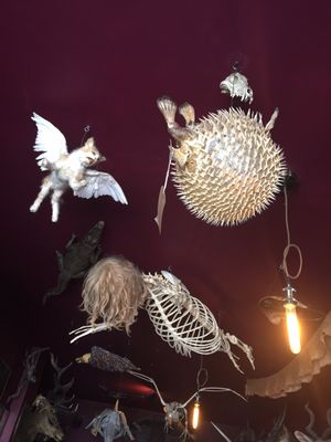 The Viktor Wynd Museum of Curiosities, Fine Art & UnNatural History by null