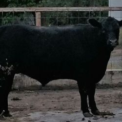 St Ann's Cattle Company - Wagyu Bull