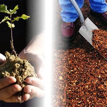 Arapahoe Tree Surgeon - Tree Services Near Me