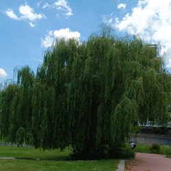 Grünanlage - This willow tree is also over 40 years old... :)))