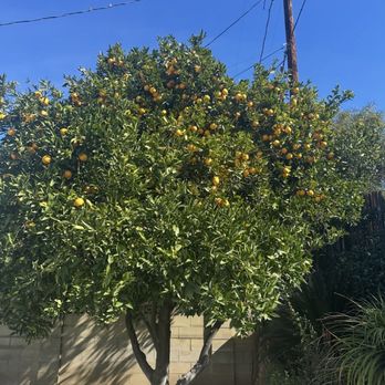 Ortega's Jr Tree Service - Tree Services Near Me - Riverside , California Ortega's Jr Tree Service - Tree Services Near Me - Riverside , California