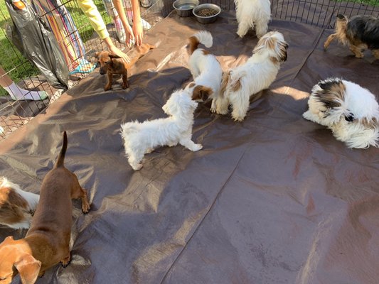 PUPPIES AND REPTILES FOR PARTIES - 133 Photos & 120 Reviews - Party