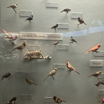 Field Museum - Birds - Museums Near Me - Chicago, Illinois