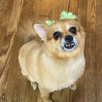 Poochie's Pampered Pet Services - Pet Groomers Near Me - Farmers Branch, Texas Poochie's Pampered Pet Services - Pet Groomers Near Me - Farmers Branch, Texas