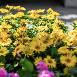 Lowe's Home Improvement