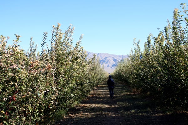 Gilcrease Orchard by null