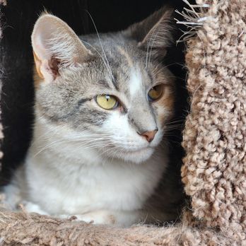 Meow Dyer Cat Cafe - Pet Adoption Near Me - Leonardtown, Maryland Meow Dyer Cat Cafe - Pet Adoption Near Me - Leonardtown, Maryland