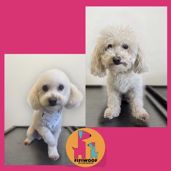 Fifiwoof pets - Before and after Grooming. - Pet Boarding Near Me