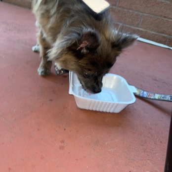 Simon's Hot Dogs - The owner gave us water! For the puppy. For free. Very nice!! - Hot Dogs Near Me - Gilbert, Arizona