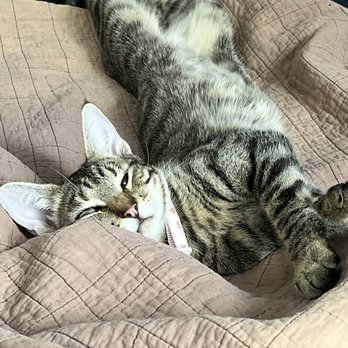 Catmandoo Rescue - Pet Adoption Near Me - Hawthorne, California