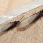 Photo of Premier Pest Management