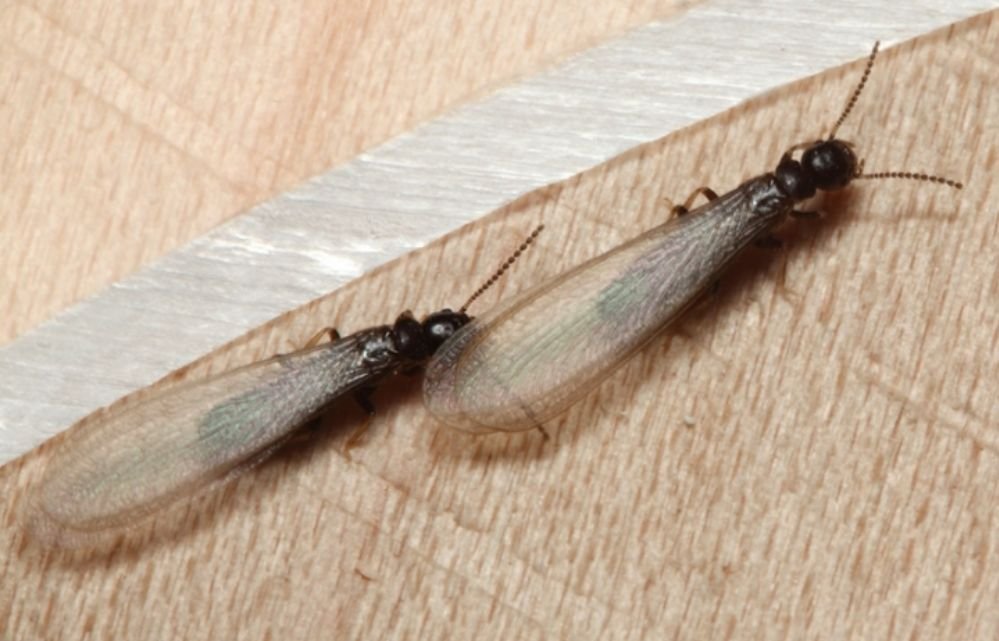 PREMIER PEST MANAGEMENT Updated July 2024 19 Photos 116 Diamond