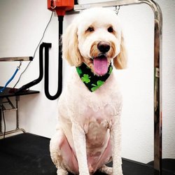 Groomingdale - Thank you for taking such amazing care of Reigner! You guys always do such an amazing job.