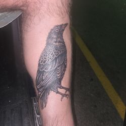 Southern Pricks Tattoo - Crow