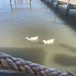 Dock of the Bay - Ducks